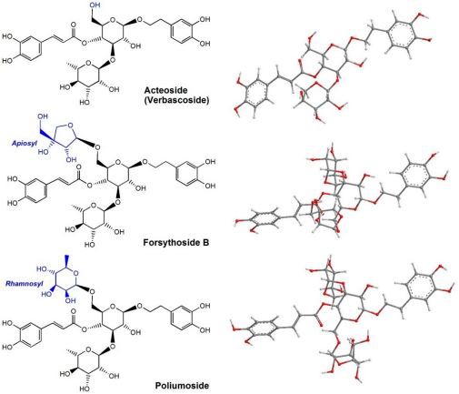 Figure 1. The structures (left) and preferential-conformation-based ball-and-stick models (right) of three natural phenylpropanoid glycosides (acteoside, forsythoside B, and poliumoside).