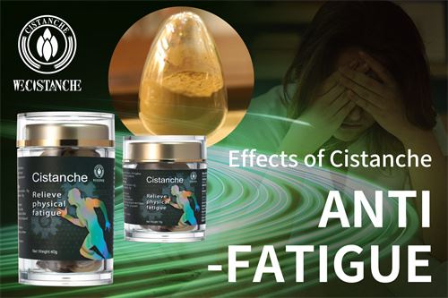 acteoside cure chronic fatigue syndrome symptoms