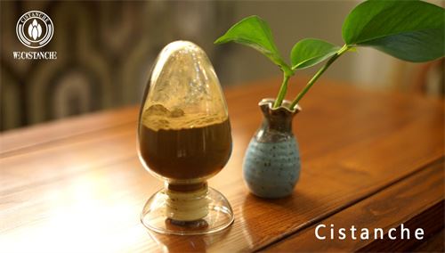 acteoside cure chronic fatigue syndrome symptoms