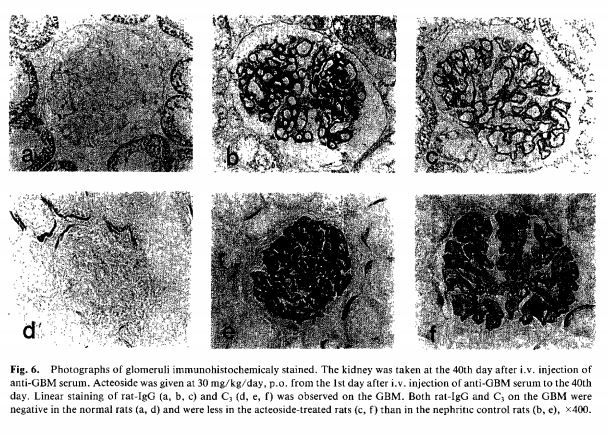 Cistanche ateoside and nepheritis
