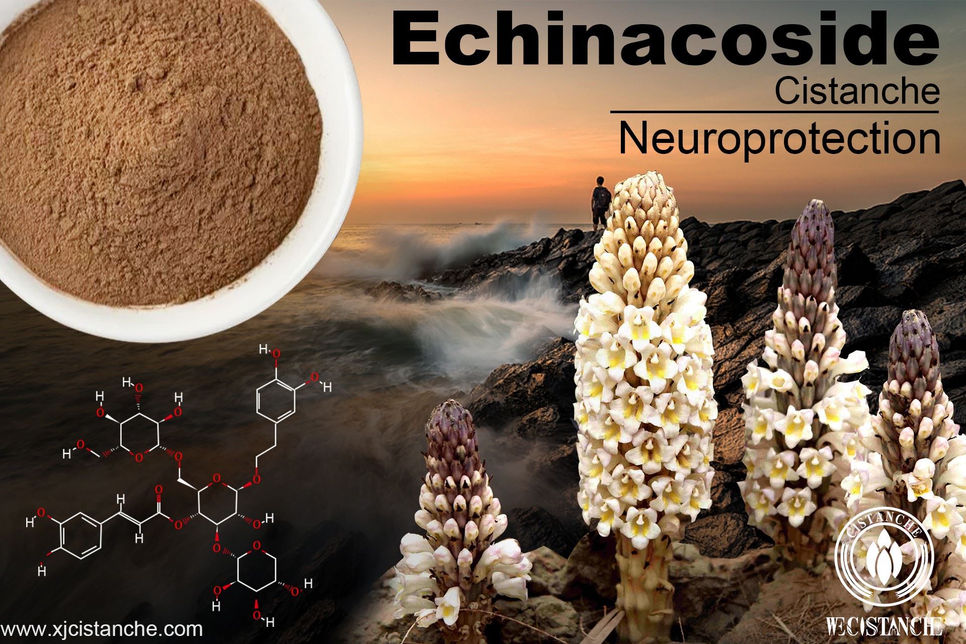 The efficacy of Cistanche: neuroprotection