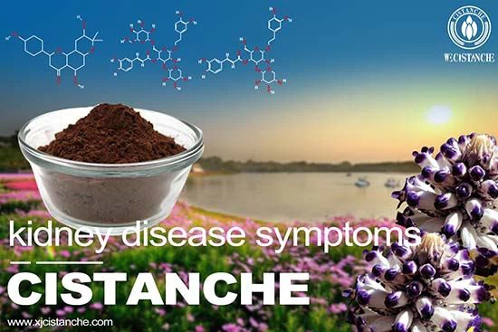 Cistanche-kidney disease symptoms