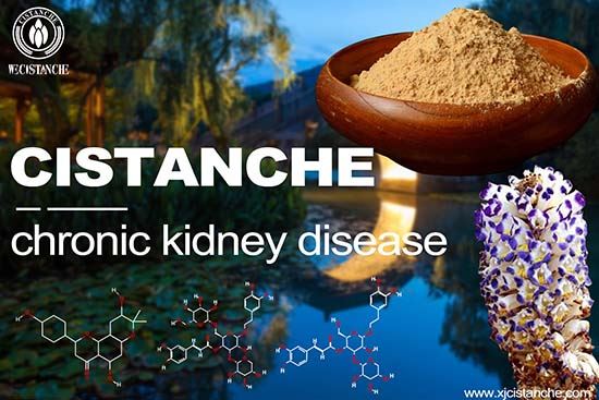 Cistanche-chronic kidney disease