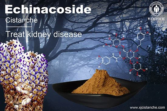 Echinacoside of cistanche can improve kidney function