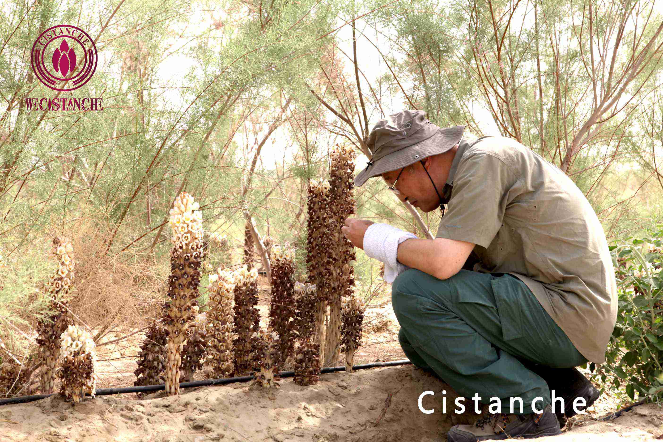 Cistanche
