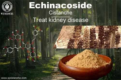 Effects of cistanche: treat kidney disease
