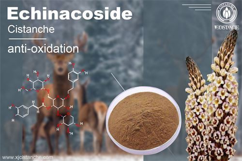cistanche have the effect of anti-oxidation