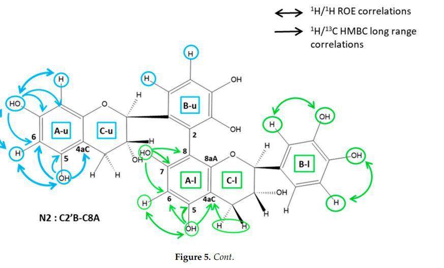 Scheme of catechin dimers (N2, N3, and N8) showing main 1H/13C long-range and 1H/1H ROE correlations, allowing linkage position determination. Blue arrows: upper unit. Green arrows: Lower units. Single arrows: HMBC correlations. Double arrows: ROEs correlations. A, B, C rings are labelled with u for upper units and with l for lower units