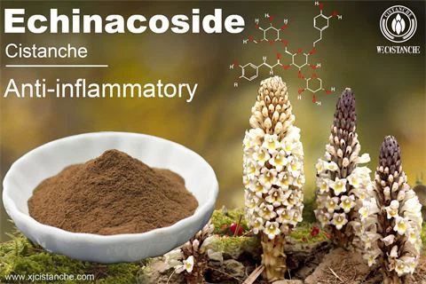 anti-inflammatory cistanche extract anti-inflammatory cistanche extract