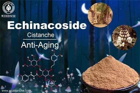 cistanche benefit: anti-aging cistanche benefit: anti-aging