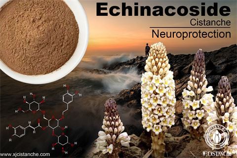 desert cistanche benefits