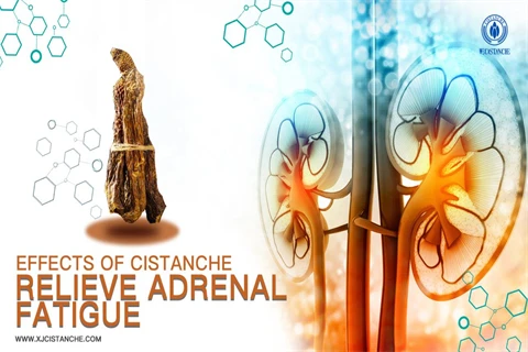 cistanche tubulosa:relieve adrenal fatigue cistanche tubulosa:relieve adrenal fatigue