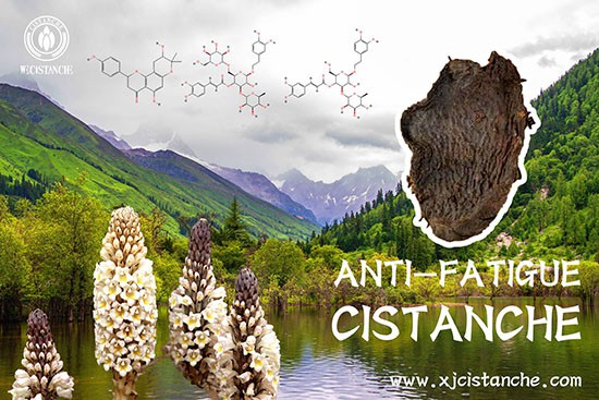 anti-fatigue function cistanche  (62)