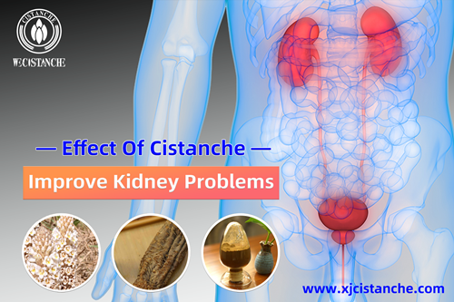 Cistanche benefits