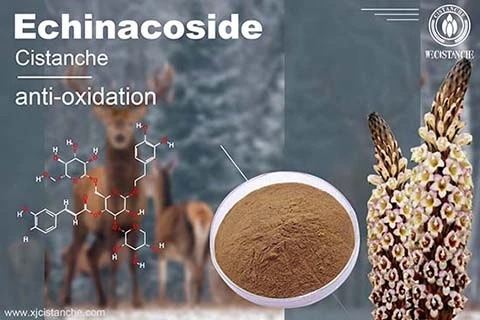 Cistanche Benefits in depression