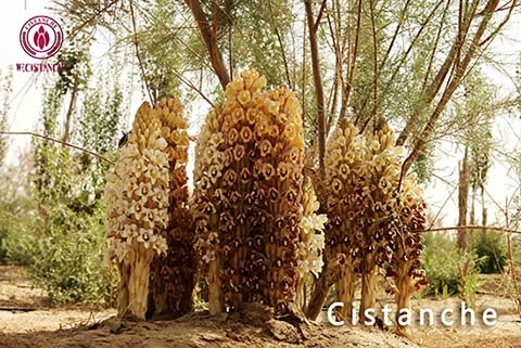 cistanche herba cistanche herba