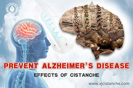 cistanche-prevent Alzheimer's disease (4)