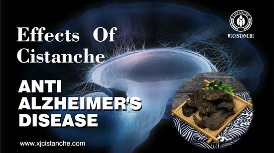 cistanche-prevent Alzheimer's disease (10)