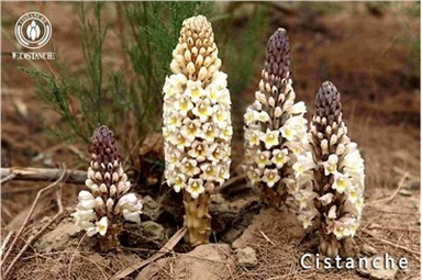 Cistanche Tubulosa Materials Cistanche Root Cistanche Stem Cistanche Extract